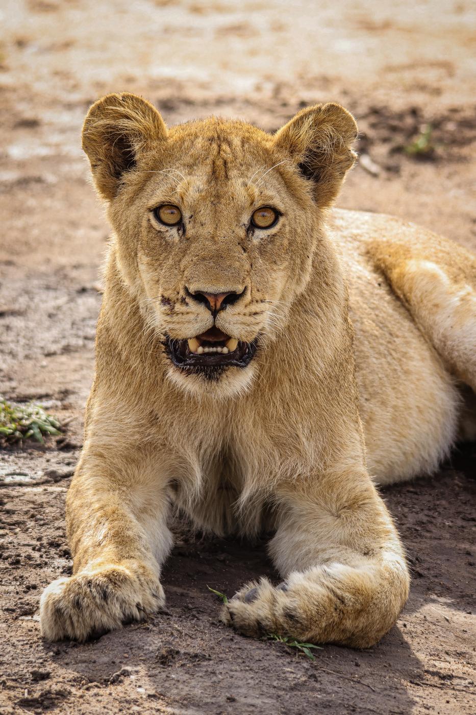 Lion cub resting, photographed by Marlo Hartman