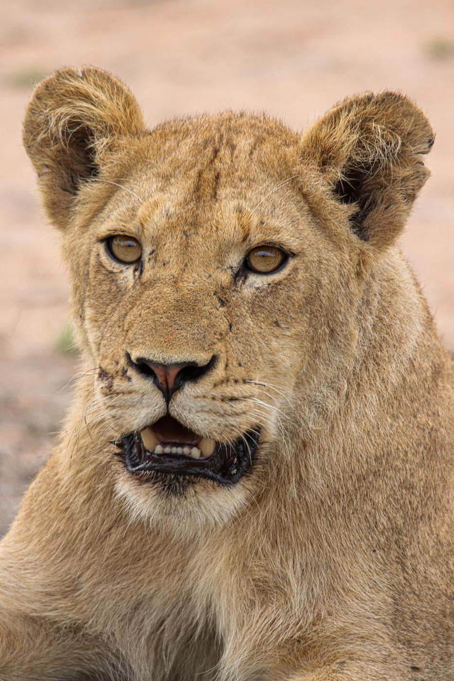 Young lion, close, photographed by Marlo Hartman