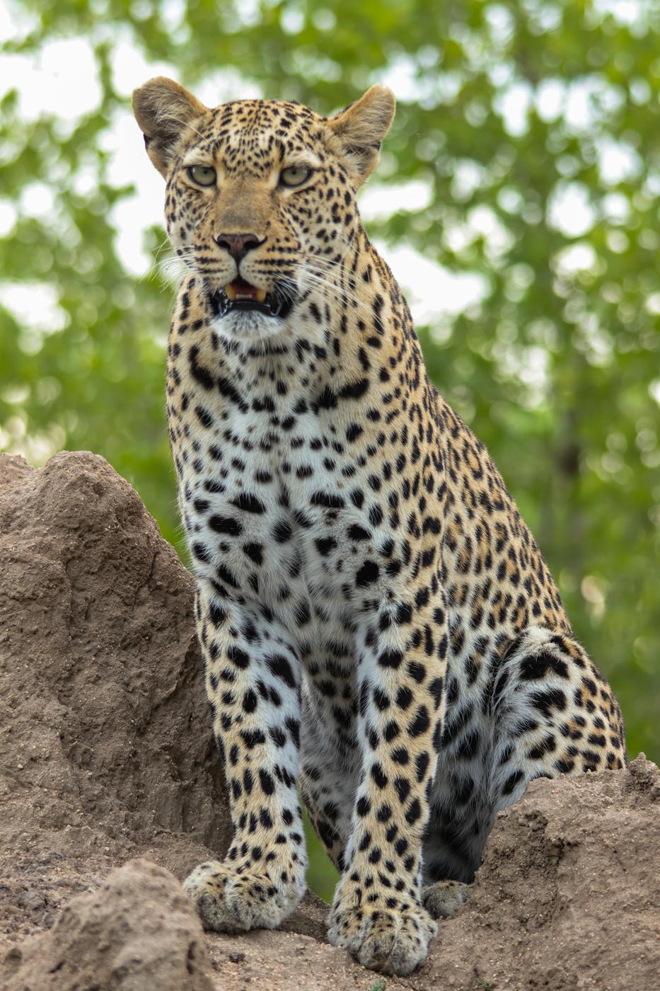 Leopard on a termite mound, photographed by Marlo Hartman