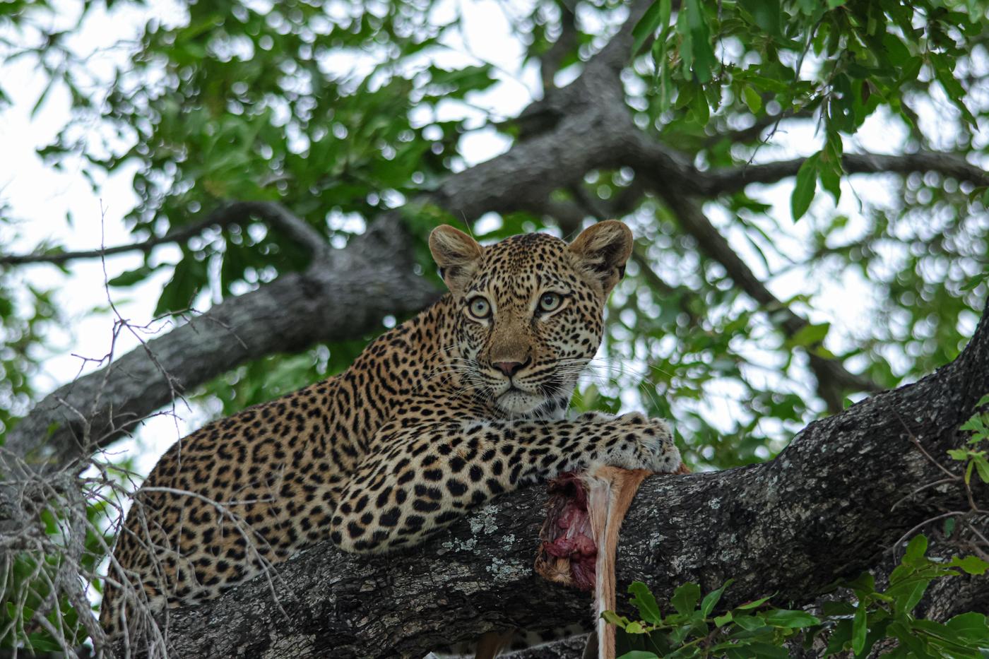 Leopard feeding in a tree, photographed by Marlo Hartman