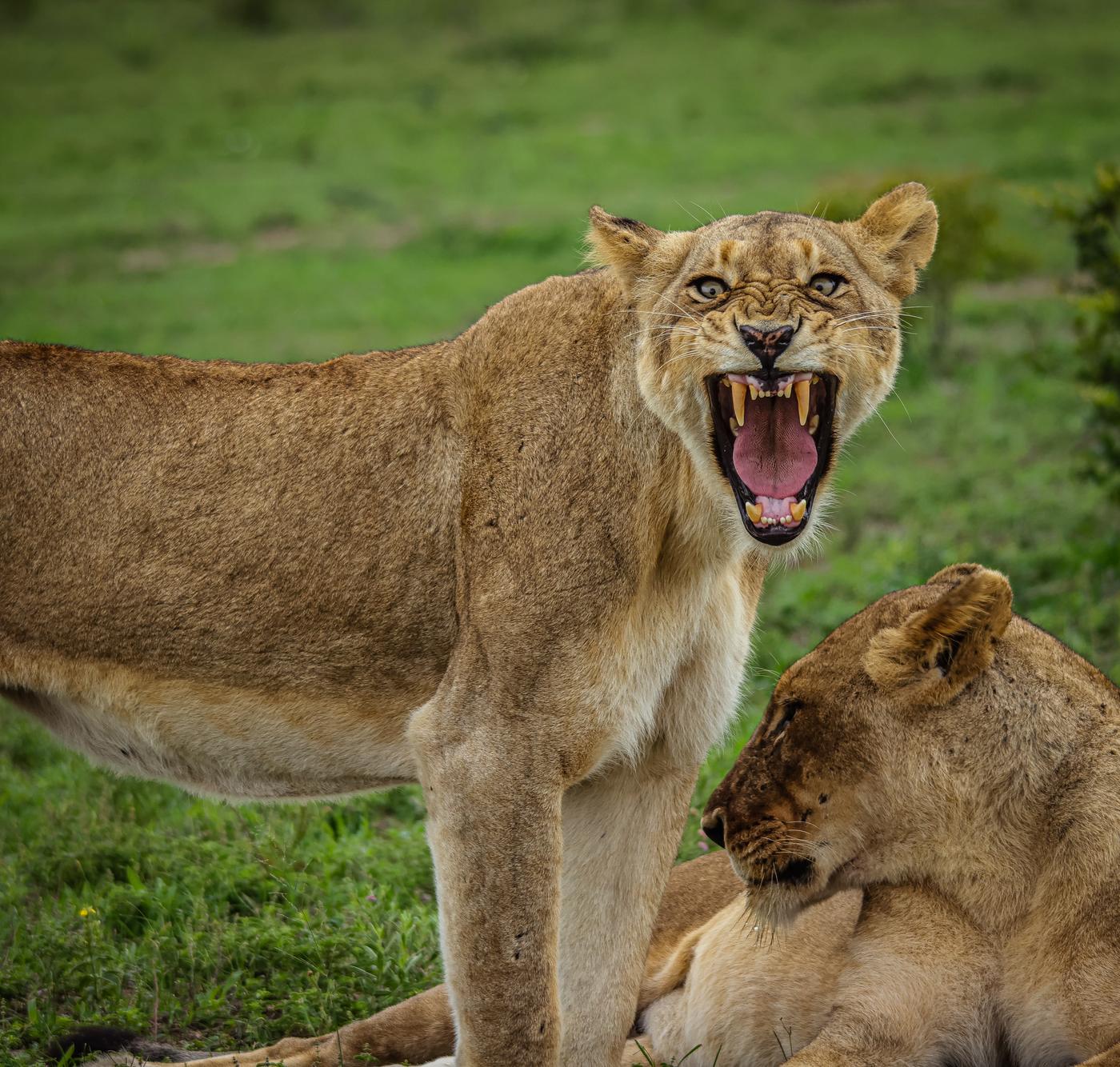 Lioness snarling, photographed by Marlo Hartman