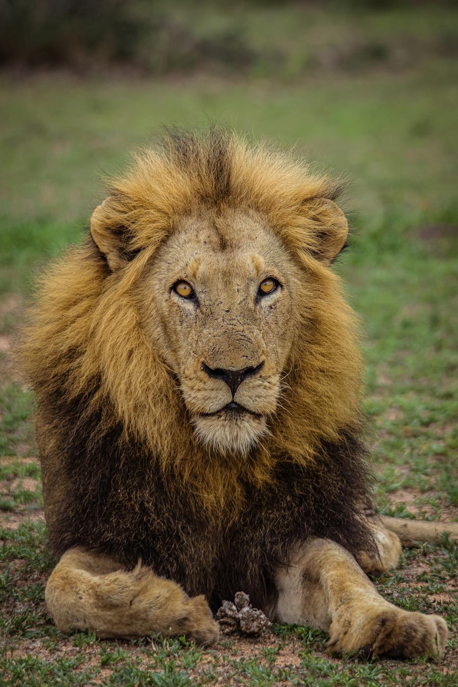 Male lion in green grass, photographed by Marlo Hartman