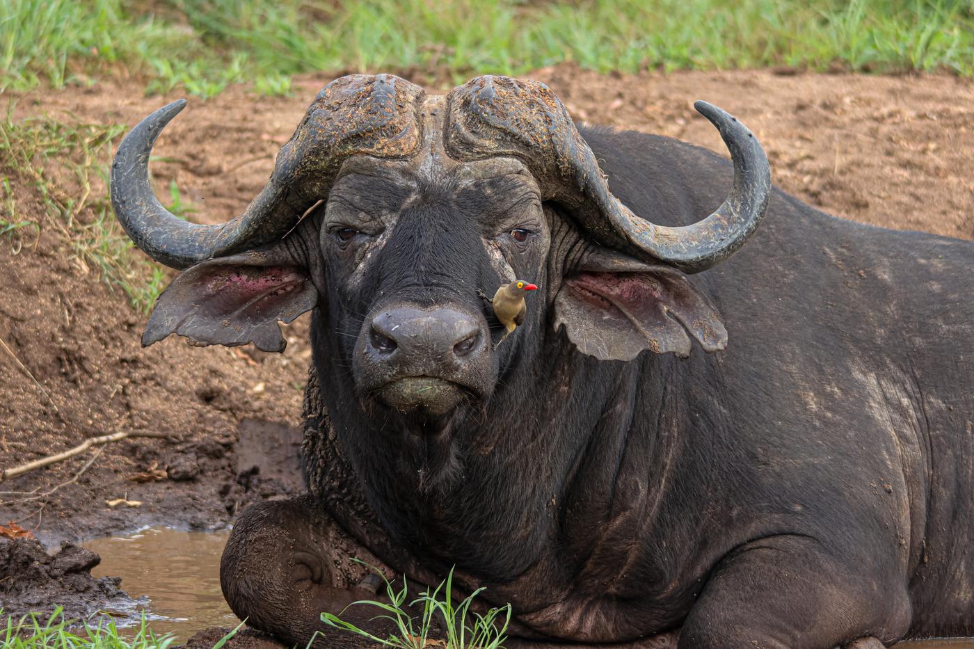 Cape buffalo in mud, photographed by Marlo Hartman