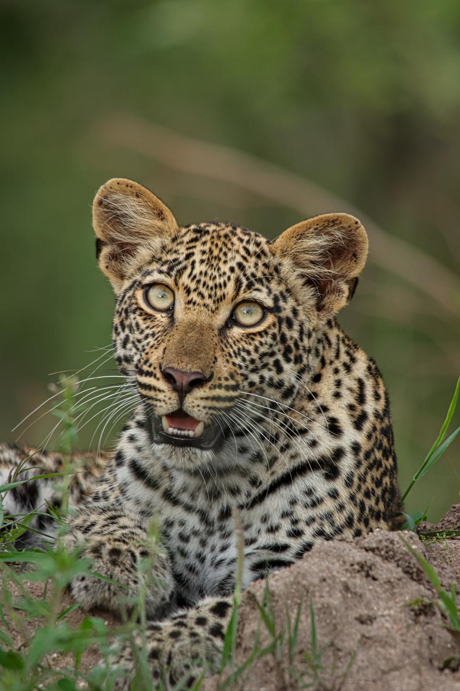 Leopard on a mound, photographed by Marlo Hartman