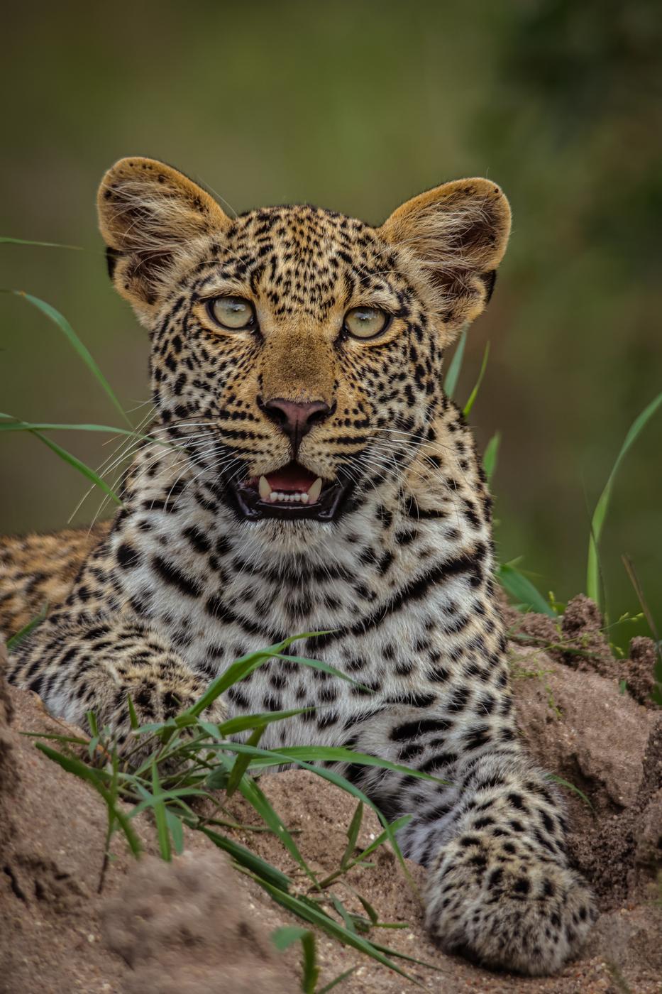 Leopard portrait in grass, photographed by Marlo Hartman