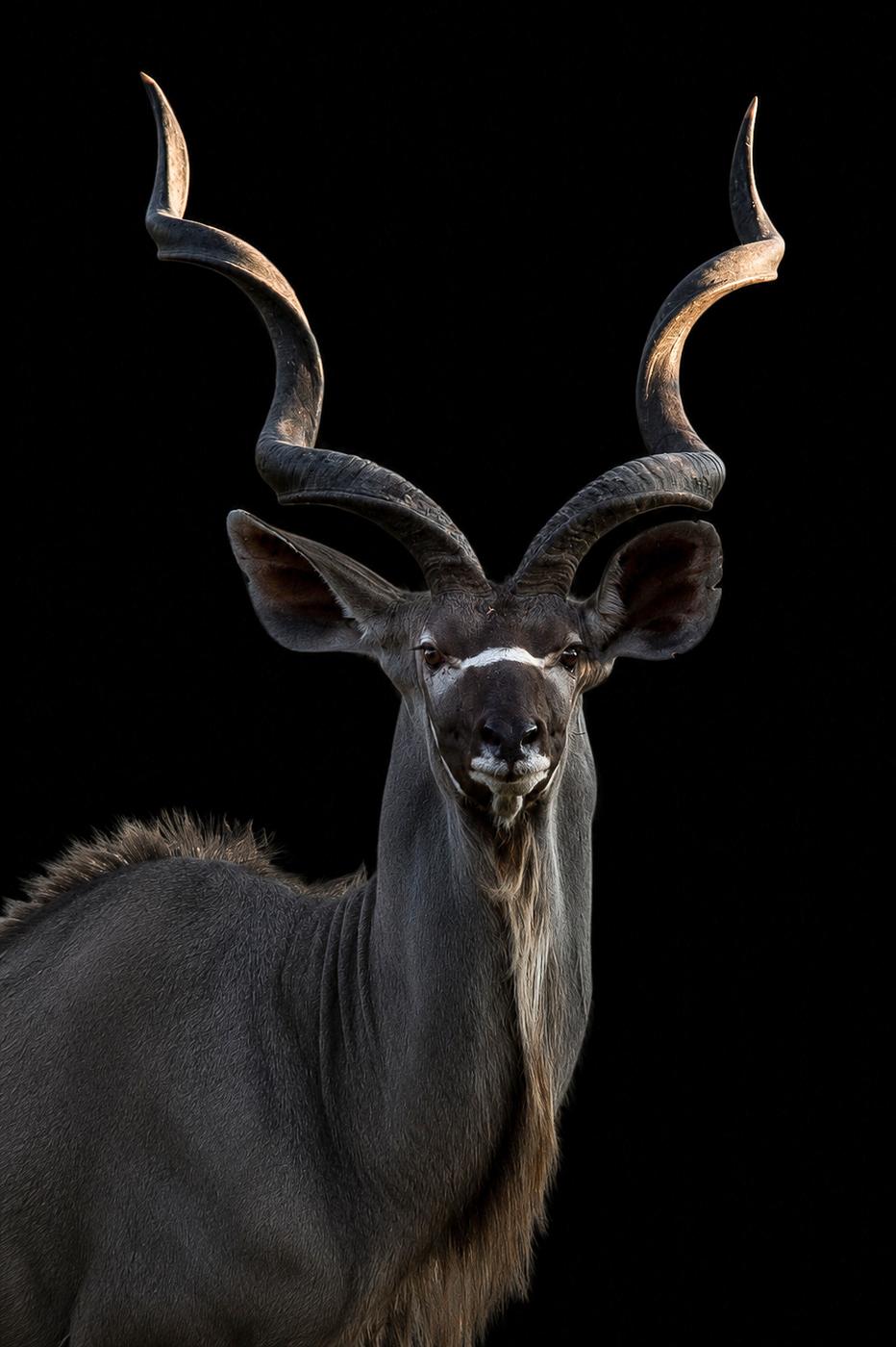 Greater kudu bull, low key, photographed by Marlo Hartman