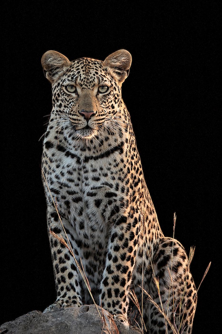 Leopard at night, low key, photographed by Marlo Hartman