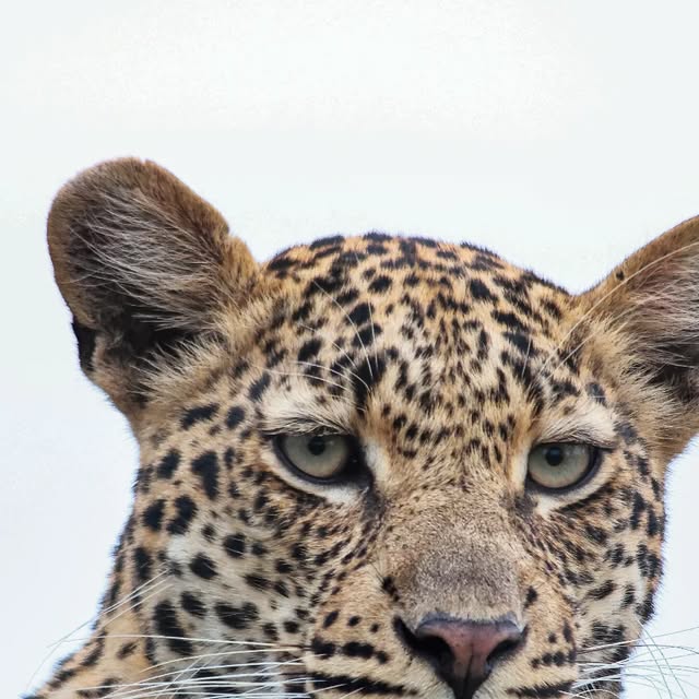 The Rixaka female leopard on a fallen knobthorn