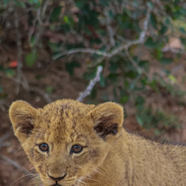 Lion cub puzzle by Marlo Hartman