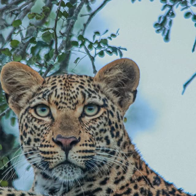 The Xiluva female leopard in a knobthorn tree