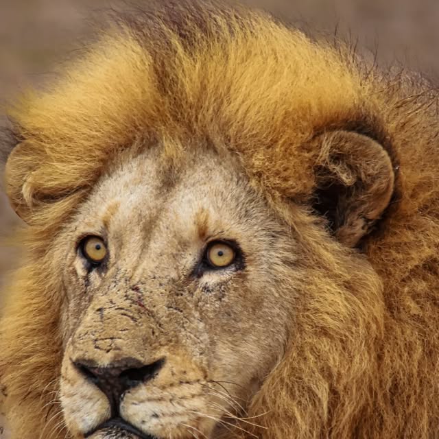 The Plainscamp male lion on a summer morning