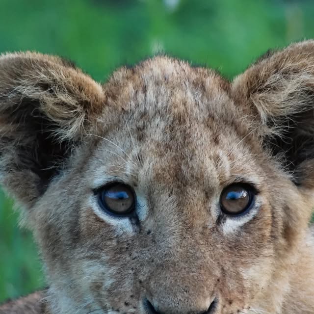 Lion cub portrait by Marlo Hartman