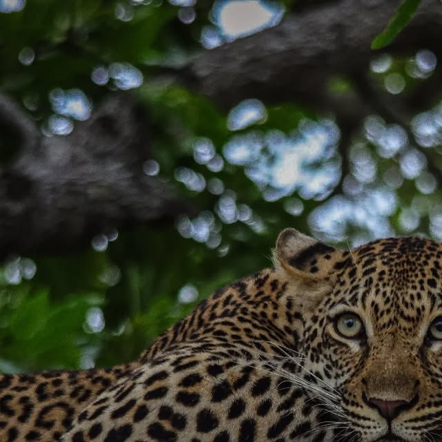 African leopard resting in a marula tree, Sabi Sands