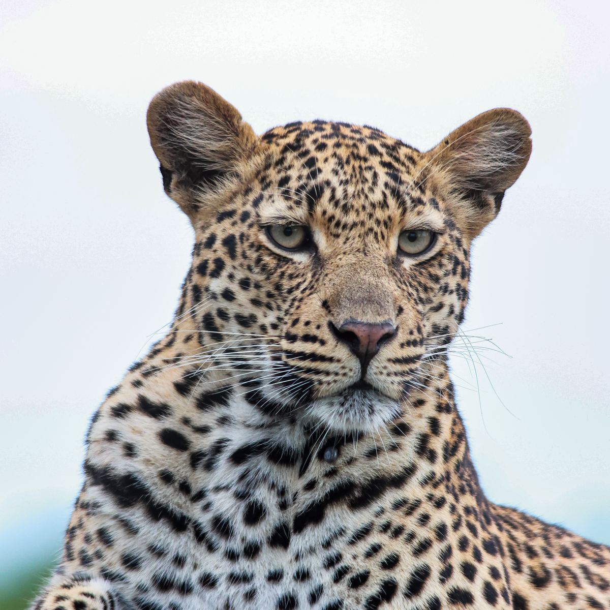 Leopard portrait by Marlo Hartman