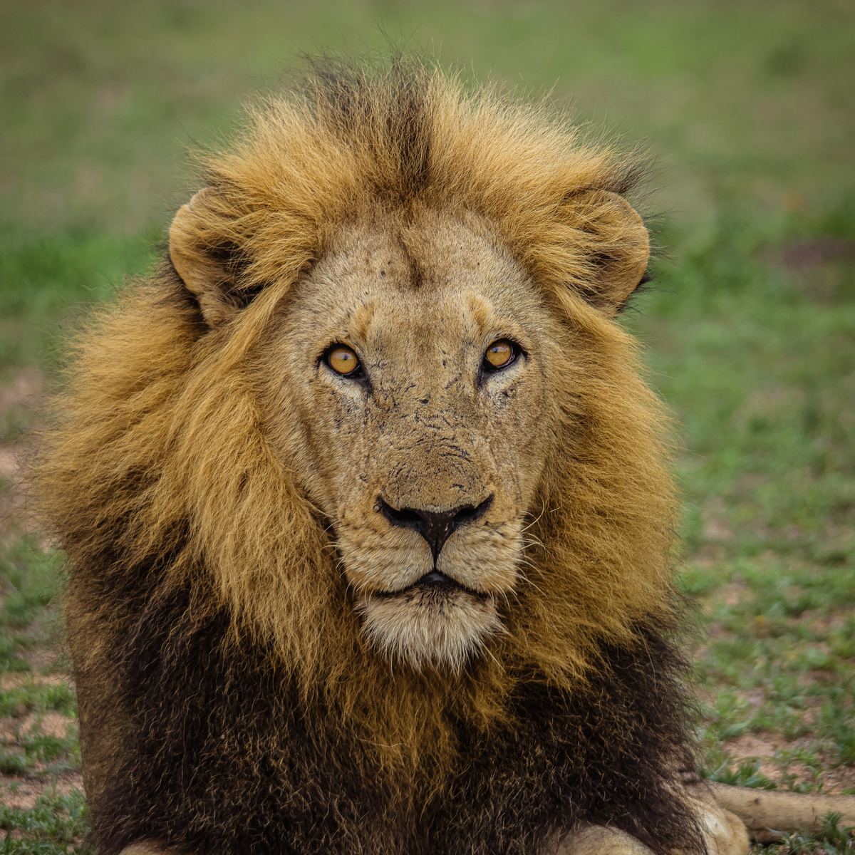 Male lion portrait by Marlo Hartman