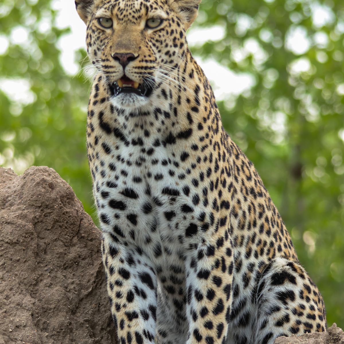 Leopard on a termite mound by Marlo Hartman