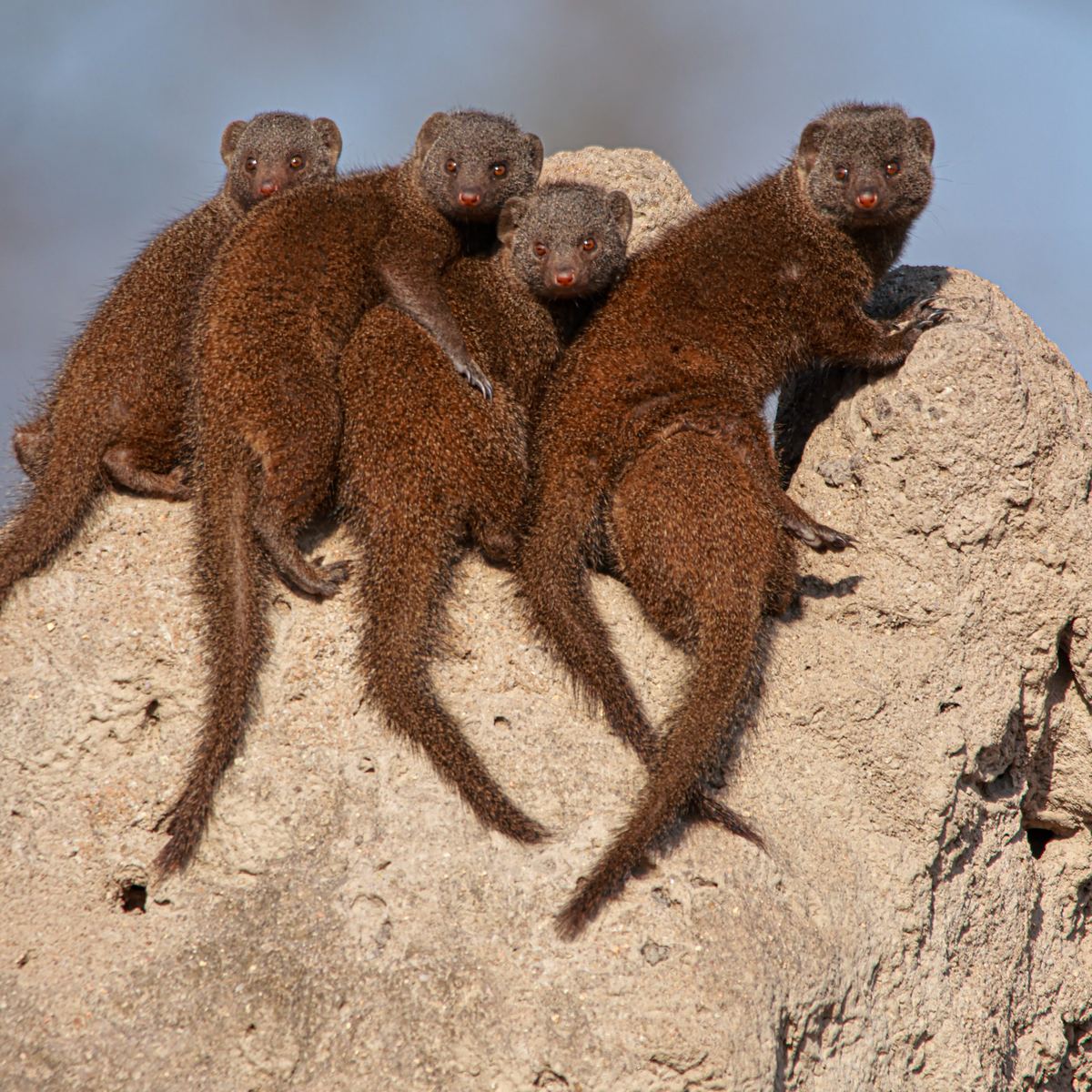 Dwarf mongooses puzzle by Marlo Hartman