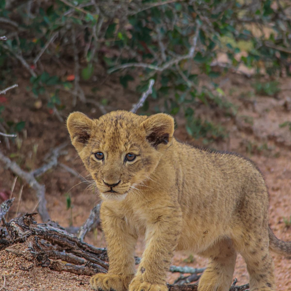 Lion cub puzzle by Marlo Hartman