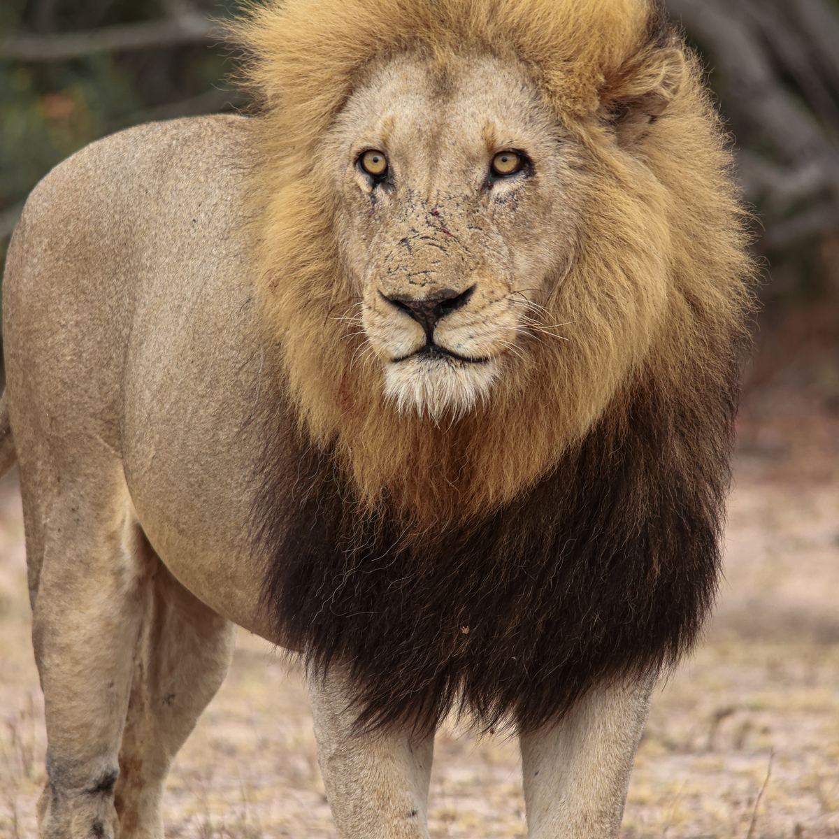 Male lion puzzle by Marlo Hartman